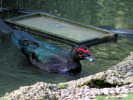 Muscovy Duck (WWT Slimbridge October 2011) - pic by Nigel Key